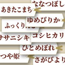 新米 5kg 佐賀上場産コシヒカリ 棚田米 令和4年産 レビュー お米マイスターの店 金子商店