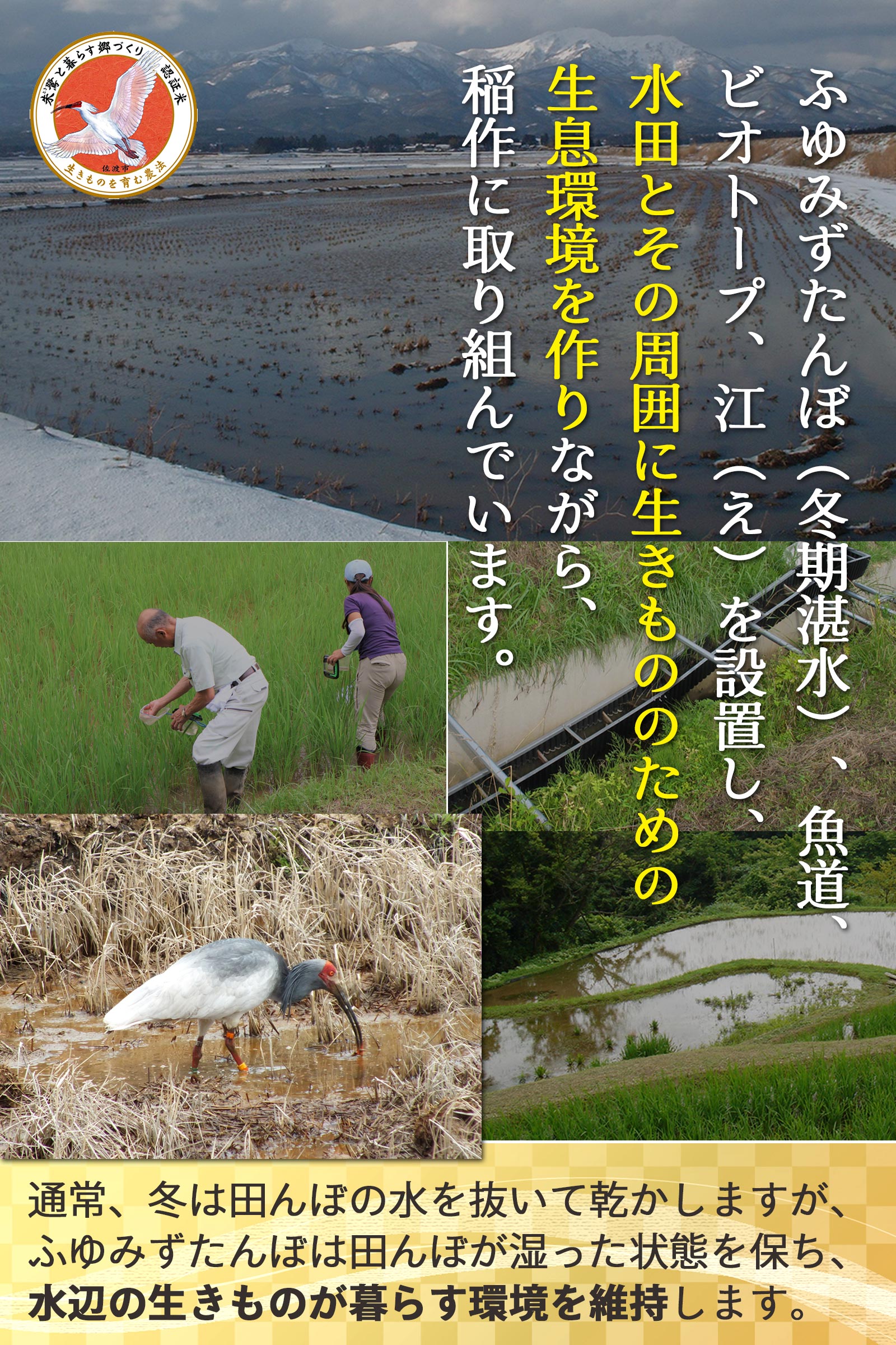 田んぼと朱鷺