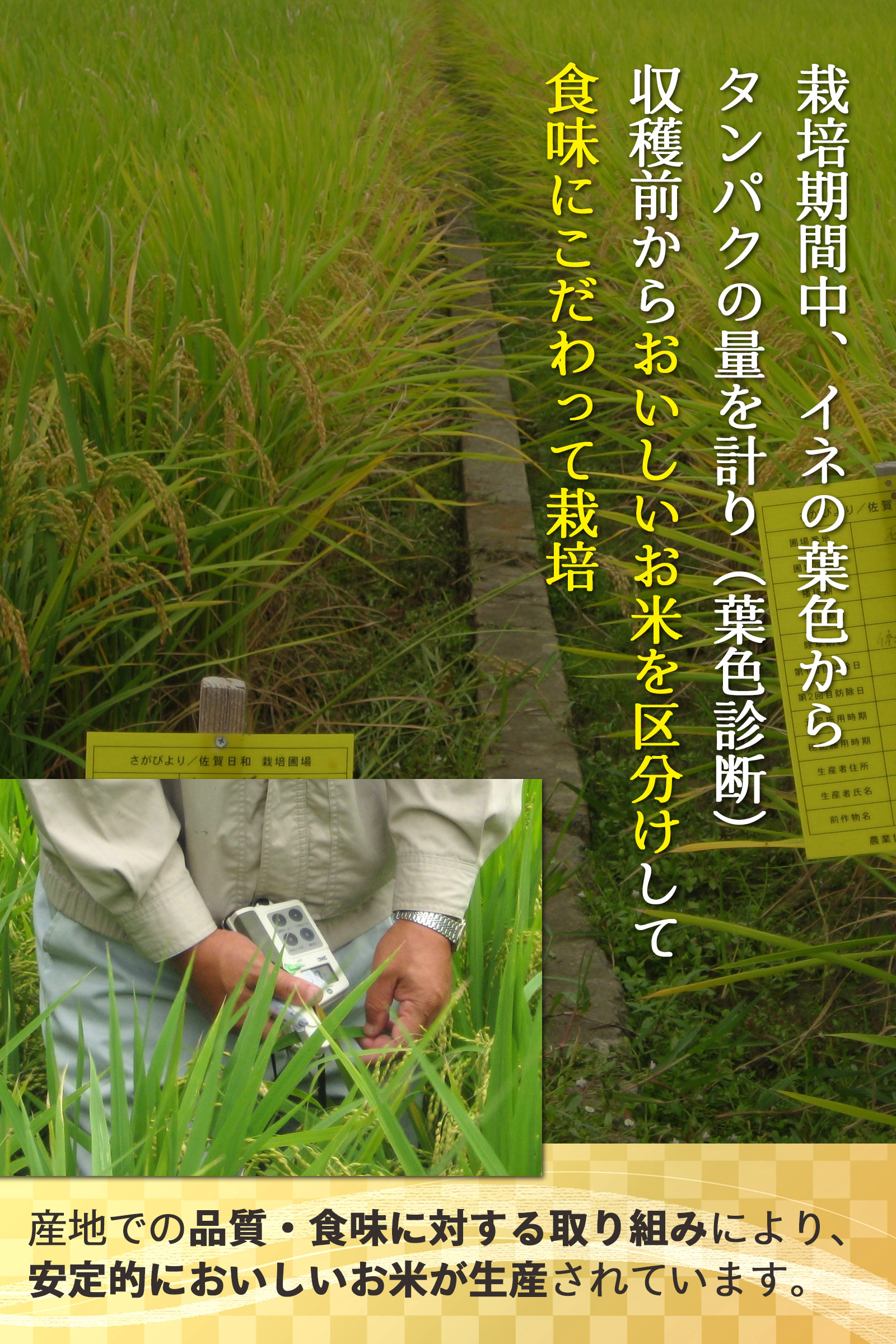 特別栽培米