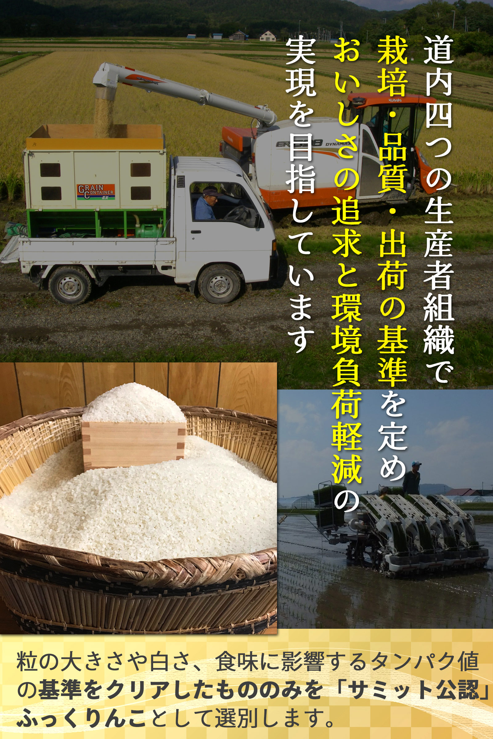 田んぼの様子