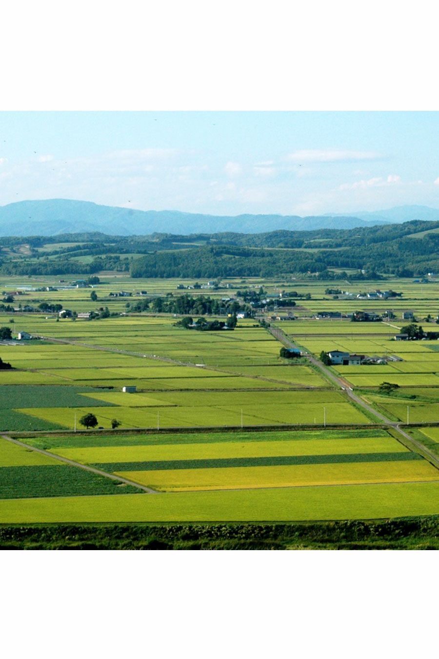 北海道深川 産地