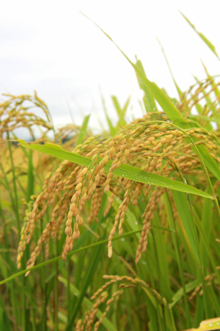 銀河のしずく稲穂