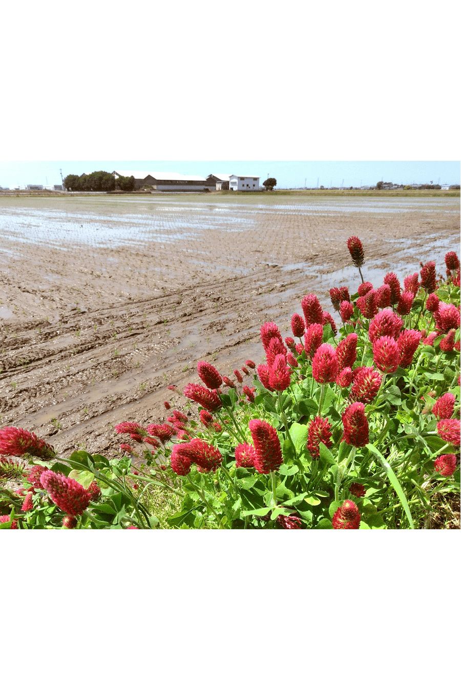 緑肥クリムソンクローバー