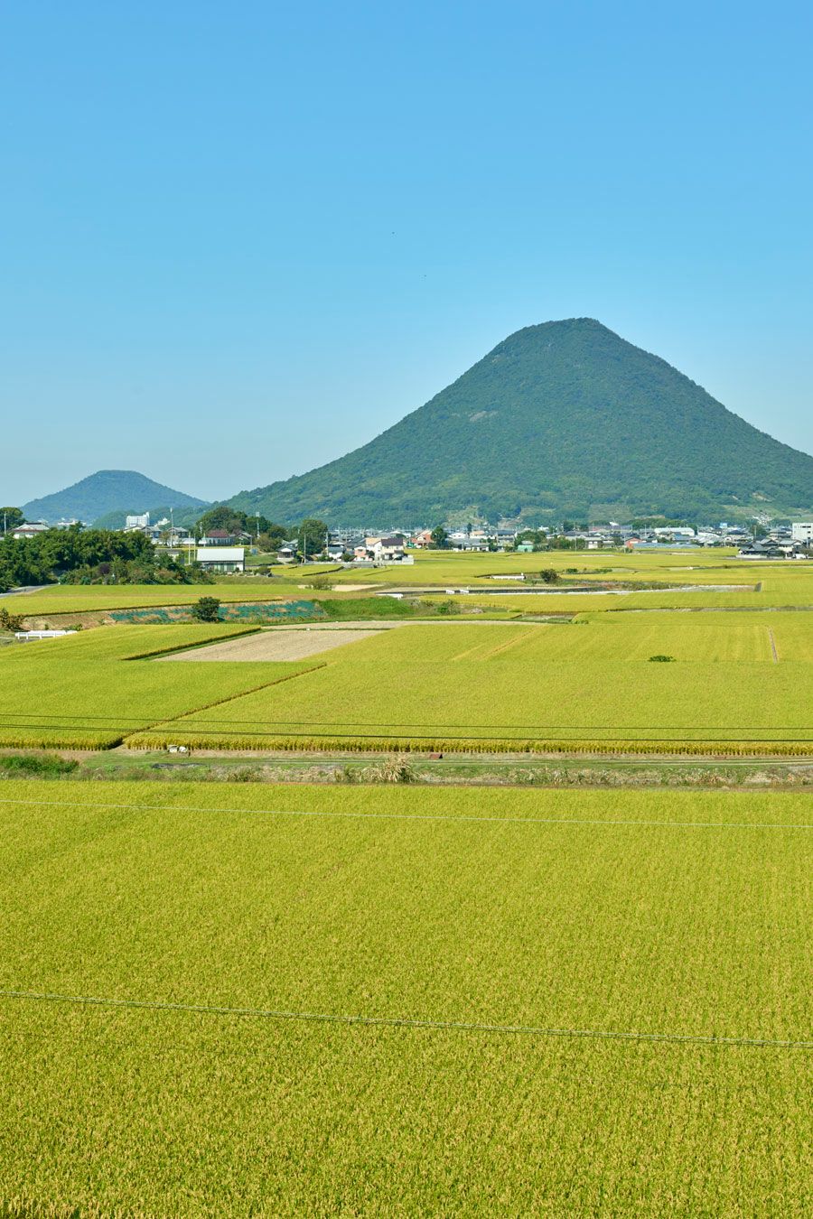 おいでまい田んぼ
