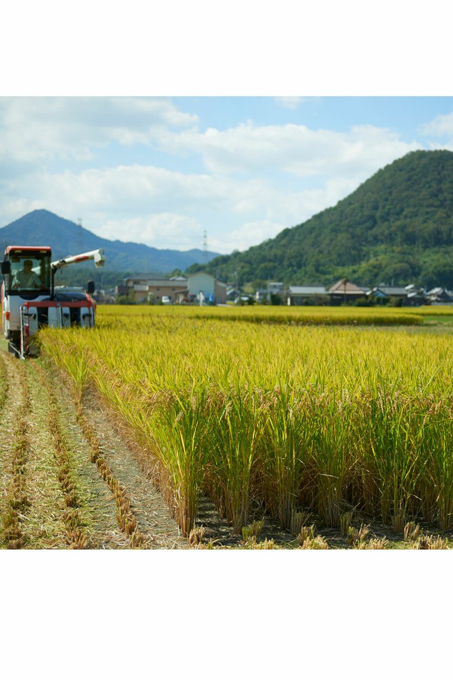 おいでまい稲刈り