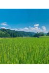 飛騨高山田んぼ