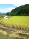 飛騨高山田んぼ